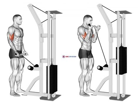 Chin Up – This cable curl variation is a full-body toning and strength exercise. Preacher Curls – This cable curl variation is suitable for bodybuilders who want to isolate their biceps. Spider Curls – This cable curl variation is good for athletes and bodybuilders who want to work on their anterior arm muscles.